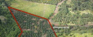 Sungai Siput Well Maintained 10 Acres Oil Palm Agricultural Land  1