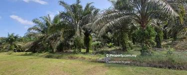 Setiawan Palm Oil Plantation For Sale 1