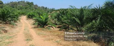 90 Acres Agriculture Land in Tangkak for Sale 1