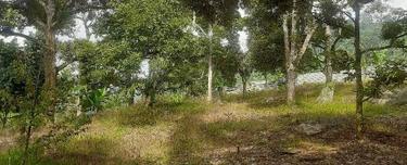 Retirement orchard home  1