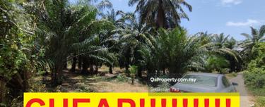 Agriculture land for Sale 1