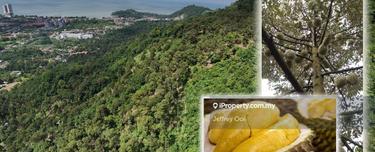 PENANG Durian Farm (Partly Seaview) 53.11 acres with 1243 Durian Trees 1