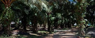 Freehold Oil Palm Land 1