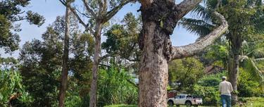 9-acres Tras Raub Prime Durian Land for Sale with Ready Yield Profit 1