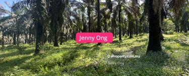 Agriculture Land At Jitra ,Kedah For Rent 1