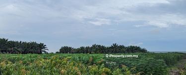 Agriculture land for Sale 1