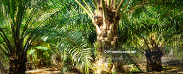 Agricultural land for sale in Sabai, Bentong  1