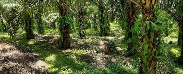 Agriculture land for Sale 1