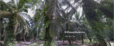 Agriculture land for Sale 1