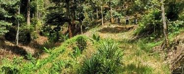 Sg Perdak Karak durian farm 1