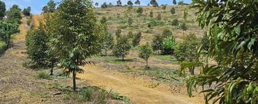 Bentong Karak Highway Durian Farm for Sales Pahang  1