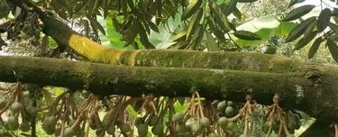 Agriculture land for Sale 1