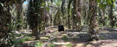 Oil palm land in Chalit, Sungai Klau 1