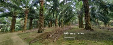 18 acres Karak (Kolej Komuniti Bentong) Matured Oil Palm Land For Sale 1