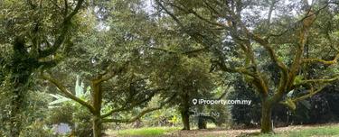 Durian farm for sale - Kampung Teras, Raub(Price Negotiable) 1