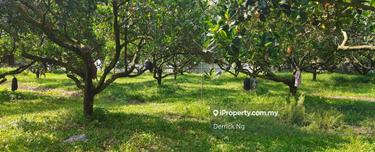 Near Sungai Dua Agricultural Land Jack Fruit Nangka Plant Land Forsale 1