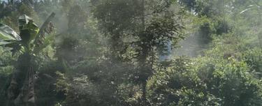 Durian farm accessible by vehicles 1