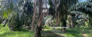 Freehold 5 acres Oil Palm Land in Jalan Kilang, Jeram Kuala Selangor 1