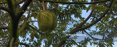 6.1 ac Karak Sg Dua Matured Mk Durian Farm For Sale 1