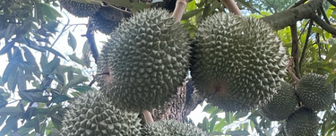 Nearby to main access 1