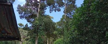 Jalan teluk kumbar Agricultural freehold durian land for sale 1