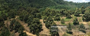 Bentong Durian orchard mutual durian farm, bentong  1