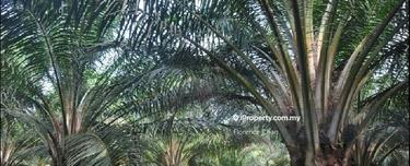 5 years old Oil Palm Tree Ready for harvest, Great Long Term ROI 1