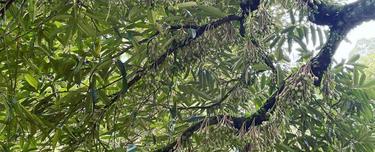 Titi Luxury Durian Farm 15 Acres 1