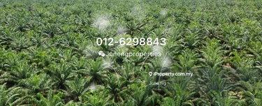 Oil palm land for sale  1