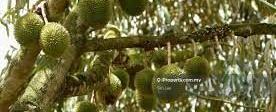 Raub durian land 1