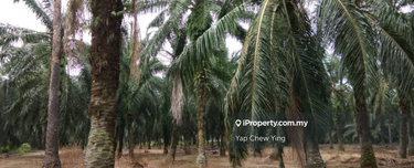 Below Market! 3.6acre Zone Residential Dengkil Olak Lempit Banting 1