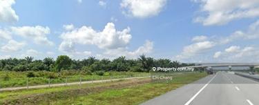 Palm oil plantation for sales 1
