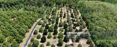 Agriculture land for Sale 1