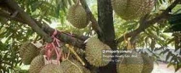 10 Acres Durian Plantation in Asahan for Sale 1