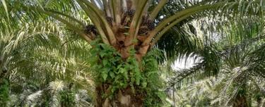 Tapah Perak 1089 acres Freehold Palm Oil Estate For Sale 1