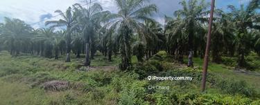 Oil Palm Estate in Perak for sales 1