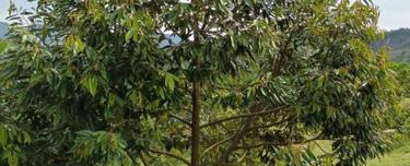 Gambang Land planted with Musang King and Black Thorns 1