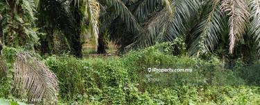 Palm oil land near Sungai Petani for Sale  1