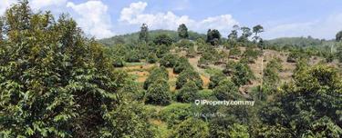 4.275 Acres Freehold Durian Farm Kuala Kangsar 1