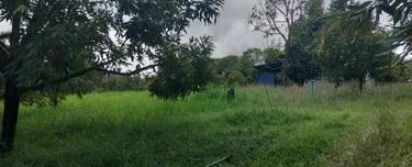Sungai Ruan Durian Farm For Sale 1
