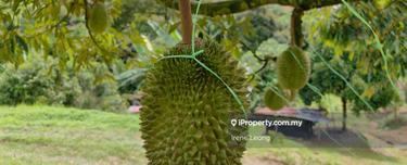 8.9 ac Karak Telemong Batu 34 Facing Main Road Mk Durian Land For Sale 1