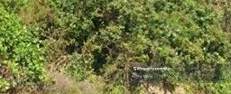 77 acre Joint Venture land Sepang, Salak Tinggi 1