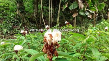 Bungalow land for Sale 1