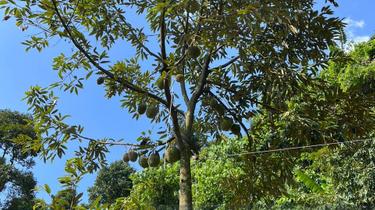 Durian Plantation Land For Sale @ Seberang Perai, Penang 1