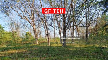 Rubber trees or empty land 1