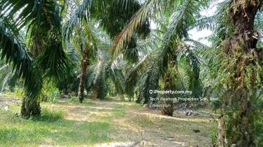 Jasin Oil Palm Melaka  1
