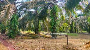 Freehold Non Bumi Oil Palm 9.3ac Yong Peng, Batu Pahat, Zone Industry 1