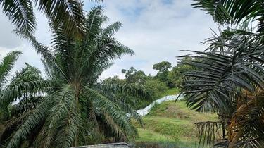 Mawai Kota Tinggi Johor Agricultural Land For Sale  1
