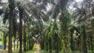 Oil Palm Land 8 acre at Batu 16 Jalan Johor, Kota Tinggi, Cheap 1