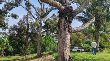 9-acres Tras Raub Prime Durian Land for Sale with Ready Yield Profit 1